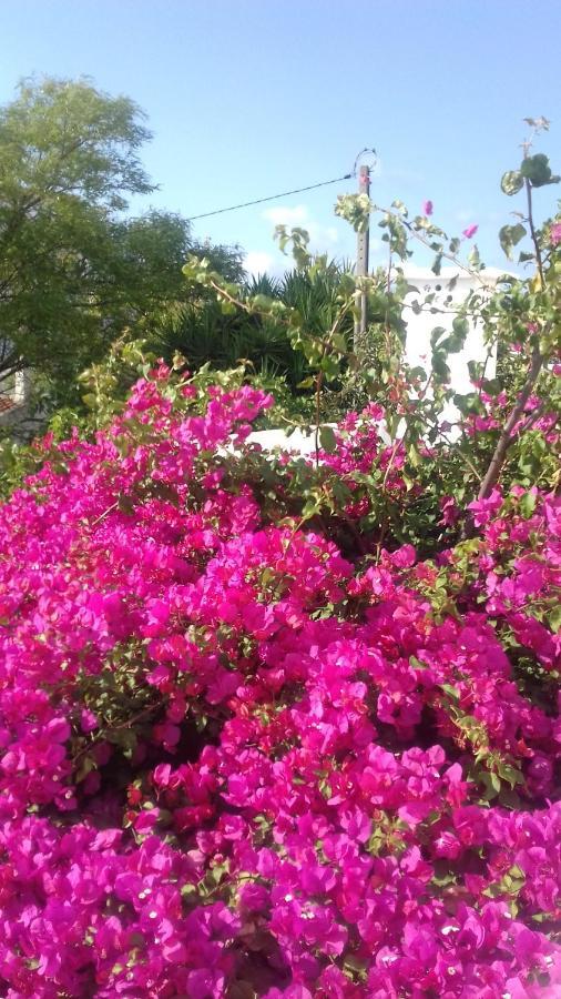 사우 브라스 드 알포르텔 Pensao Algarve B&B 외부 사진